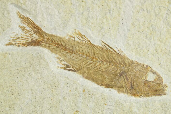 Uncommon Juvenile Fish Fossil (Mioplosus) - Wyoming #363778